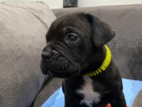 Irkının en iyisi cane corso yavrular kapıda ödeme mevcut