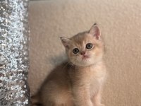 IRK VE SAĞLIK GARANTİLİ BLUE GOLDEN KEDİLERİMİZ