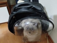 Temiz bakımlı british shorthair