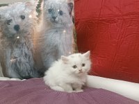 Kar topu british shorthair bebek