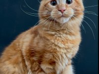 Maine coon dişi red rengi WCF