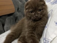 Scottish fold