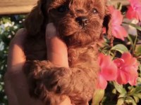 SAĞLIK VE IRK GARANTİLİ TEACUP POODLE