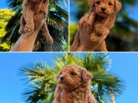 Premium Redbrown Toy Poodle Yavruları