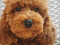 Sağlıklı güzel sevimli poodle yavrular
