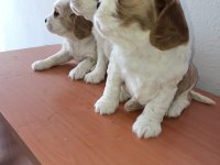 Safkan cavalier king Charles yavruları