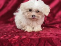 Kar Beyazı Maltese Terrier Yavrular