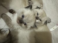 Kendi british longhair yavrularım sahiplendirme yapılacaktır
