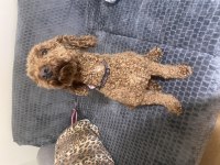 Acil oyuncu poodle oğlum