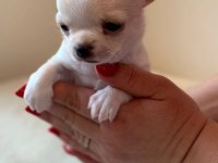 White chihuahua TEACUP mini boy yavrular GELDİ