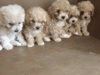 Anne altından maltipoo bebekler