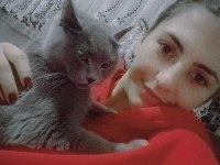 British shorthair kedimi çiftleştirmek istiyorum