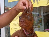 Doberman Yavrular 19/05 Doğumlu Cipli Karneli