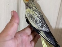 50 GÜNLÜK KUSURSUZ PEARL SULTAN PAPAĞANI BEBEK