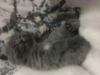 Chinchilla ırk yavru