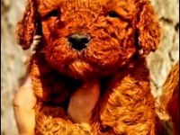 Efsane Toy poodle yavrularımız