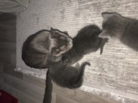 Russian blue dişi