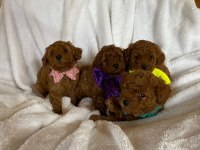 Kore Poodle Bebekler