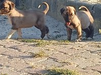 Sivas kangalı Ankara karası yavruları mevcuttur