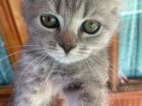 British shorthair golden