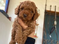 A kalite toy poodle yavrularım