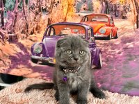 A kalite top kafa scottish fold yavrular
