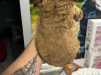 Oyuncak gibi poodle bebeklerimiz
