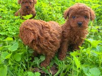 Toy poodle muhteşem bebekler