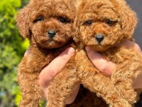 Safkan Toy Poodle Bebekler
