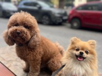 Eğitimli ırk ve sağlık garantili tea cup pomeranian
