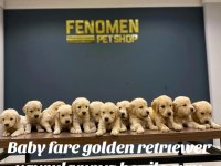 Baby Face Golden Retriever Yavruları Safkan Belgeli