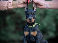 Asıl Doberman Yavrular