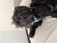 Bütün aşıları tam 4 aylık yavru maltipoo