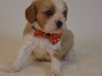 A kalite cavalier king charles yavrular