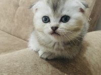 Scottish fold kedimizi sahiplendiriyoruz