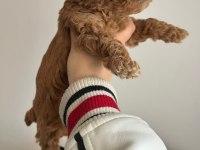 Toy Poodle Yavrularımız Ömürlük Aileleri Bekliyor