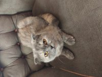 Ücretsiz sahiplendirme scottish fold