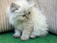 Scottish Straight Longhair Yavrular