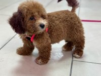 4.5 AYLIK TOY POODLE YAVRUMUZ