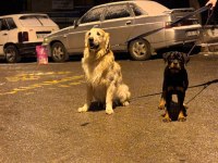 Extrem rottweiler