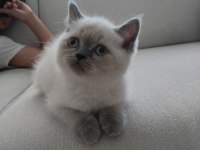 ACİL Son iki bebek british shorthair