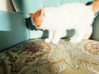 Türkiye'nin en iyilerinden exotic shorthair