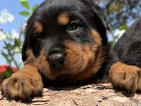 Harika Anatomi Üst Kalite Rottweiler Yavrular