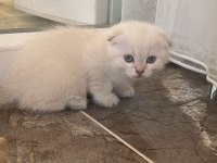 Scottish Fold Paşam Ve Prenses Hazır