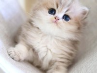 British Longhair Dişi ve erkek