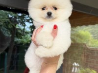 Boo Erkek Pomeranian
