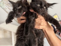 Xxxl Siyah Erkek Maine Coon
