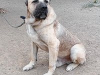 Sürüye Uygun Kangal Çoban Köpeği