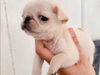 BLACK TAN PLATİNİUM CHOCO CARRİER ERKEK EGZOTİC PUG