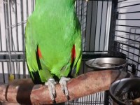 KOLEKSİYONLUK ARAYANLAR ECLECTUS